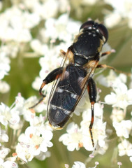 Syritta pipiens