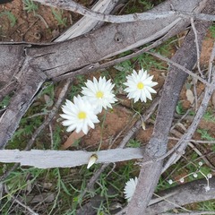 Rhodanthe chlorocephala