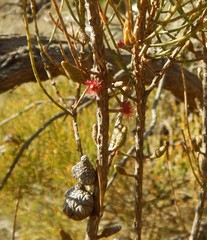 Allocasuarina muelleriana