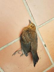Turdus merula