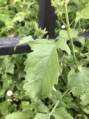 Raphanus raphanistrum