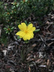 Hibbertia bracteata