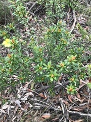 Hibbertia bracteata