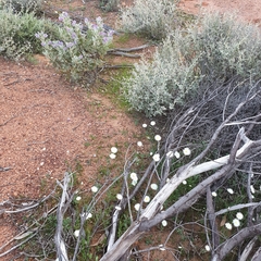 Rhodanthe chlorocephala