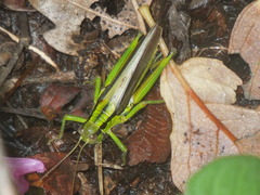 Ognevia longipennis
