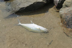 Scomberoidinae