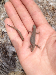 Xantusia vigilis