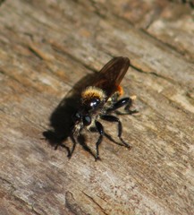Laphria janus