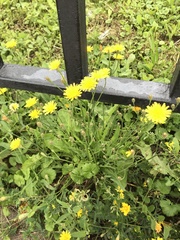 Scorzoneroides autumnalis