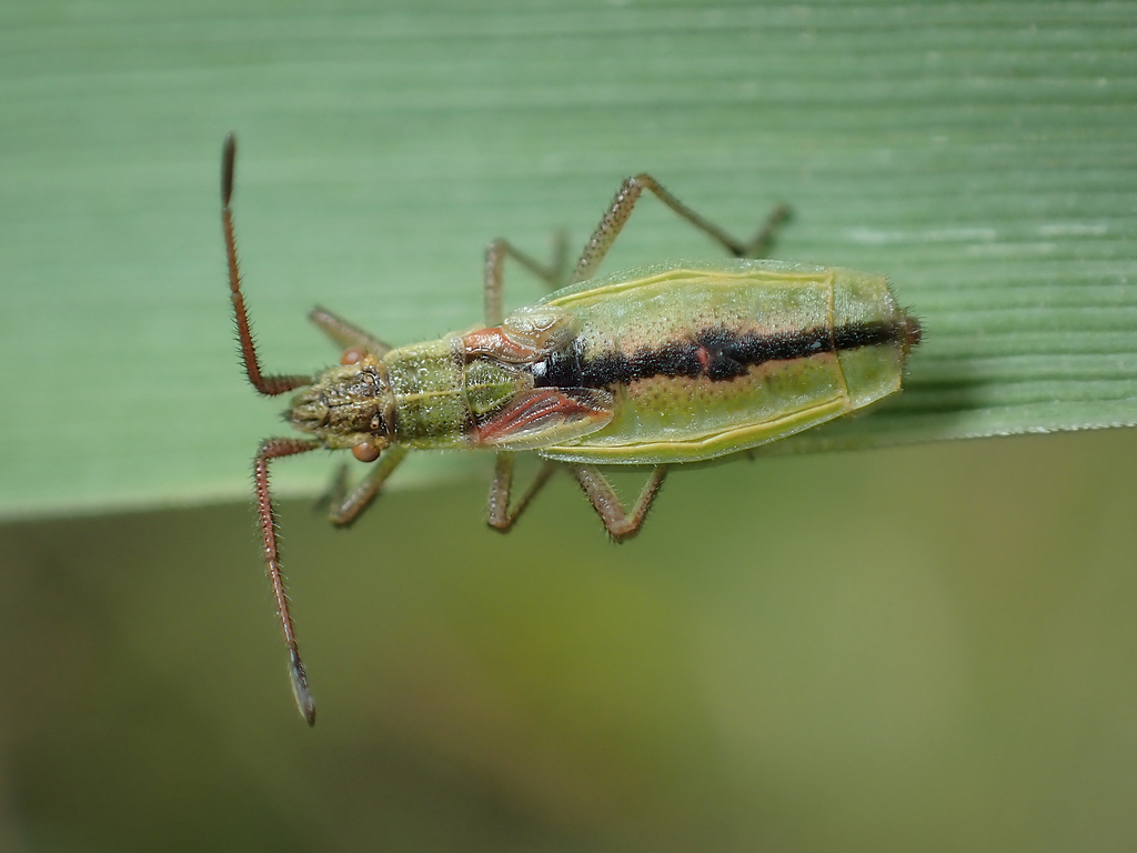 short-winged rhopalid, photo 1 of 7