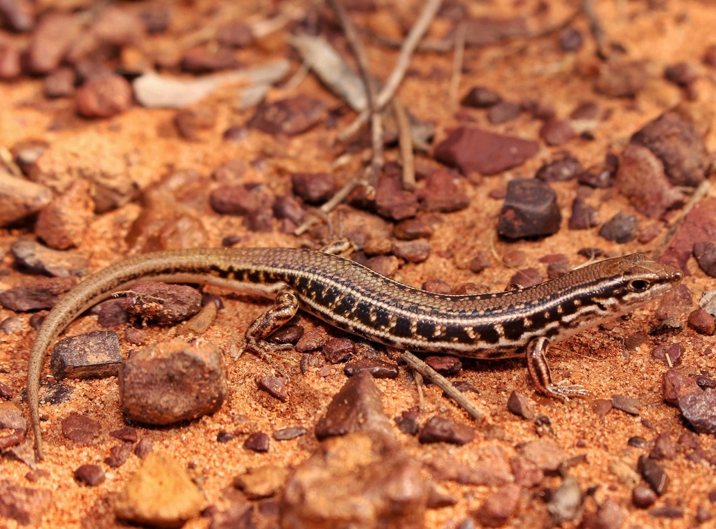 Brown-Blazed Wedgesnout Ctenotus