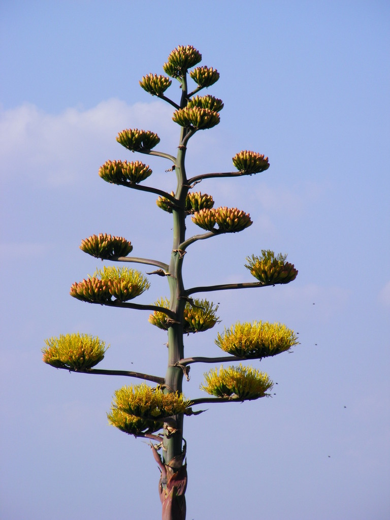 Tequila Agave Agave Tequilana Botanical Realm