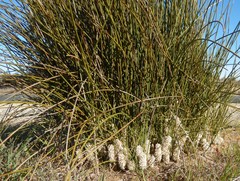 Lomandra juncea