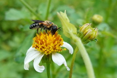 Megachile umbripennis
