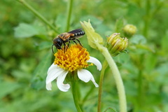 Megachile umbripennis