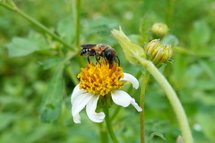 Megachile umbripennis