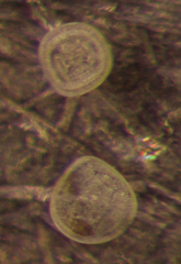Campylodiscus