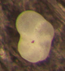 Elphidium magellanicum