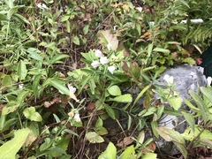 Scutellaria californica