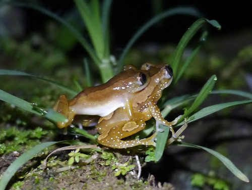 Afrixalus paradorsalis