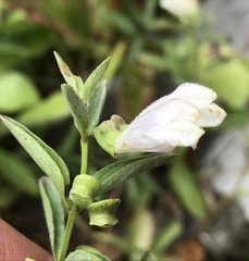 Scutellaria californica