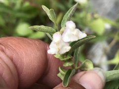 Scutellaria californica