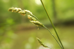 Dactylis glomerata lobata
