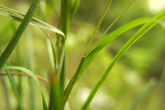 Dactylis glomerata lobata