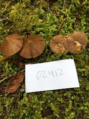 Entoloma vernum