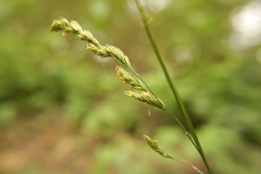 Dactylis glomerata lobata