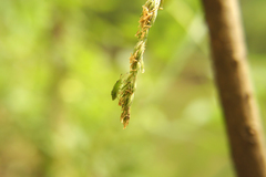 Dactylis glomerata lobata