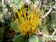 Psittacanthus robustus