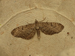 Eupithecia intricata