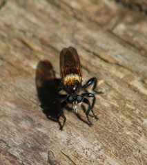 Laphria janus