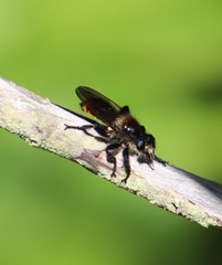 Laphria janus