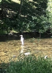 Ardea cinerea