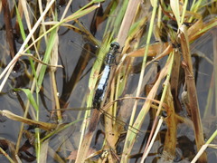 Orthetrum albistylum speciosum