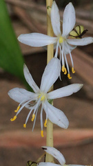 Chlorophytum comosum