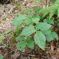 Rubus humulifolius