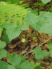 Rubus humulifolius