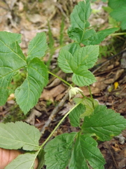 Rubus humulifolius