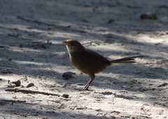 Dasyornis brachypterus