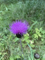 Cirsium heterophyllum