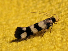 Macrobathra platychroa