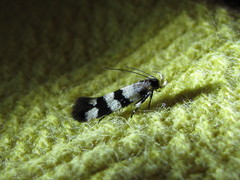 Macrobathra platychroa