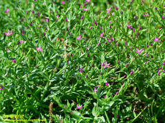 Centaurium japonicum