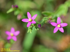 Centaurium japonicum