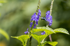 Thyreus himalayensis