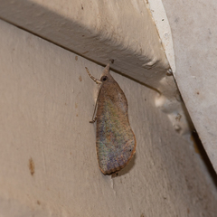 Hypocala guttiventris