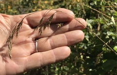 Festuca elmeri